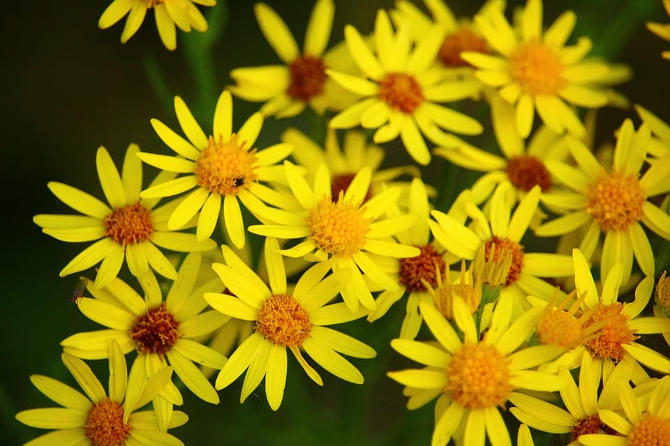Seasonal Allergies Urgent Care Omaha | Walk-in Clinic in Omaha