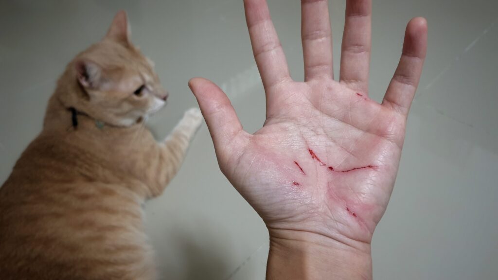 Handling Pet Bites and Rabies Exposure at Urgent Care Omaha